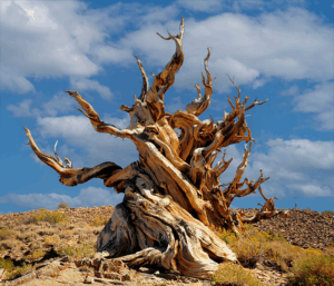 Ancient Bristlecone Pine Exploration - Black Rhino Expeditions - 4x4 Overlanding - Death Valley bound