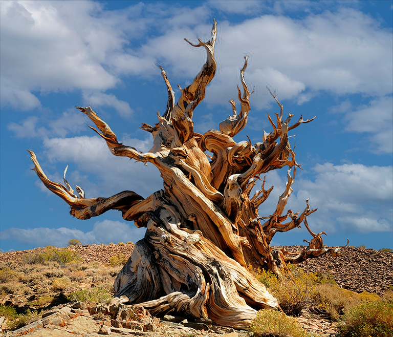Ancient Bristlecone Pine Exploration - Black Rhino Expeditions - 4x4 Overlanding - Death Valley bound